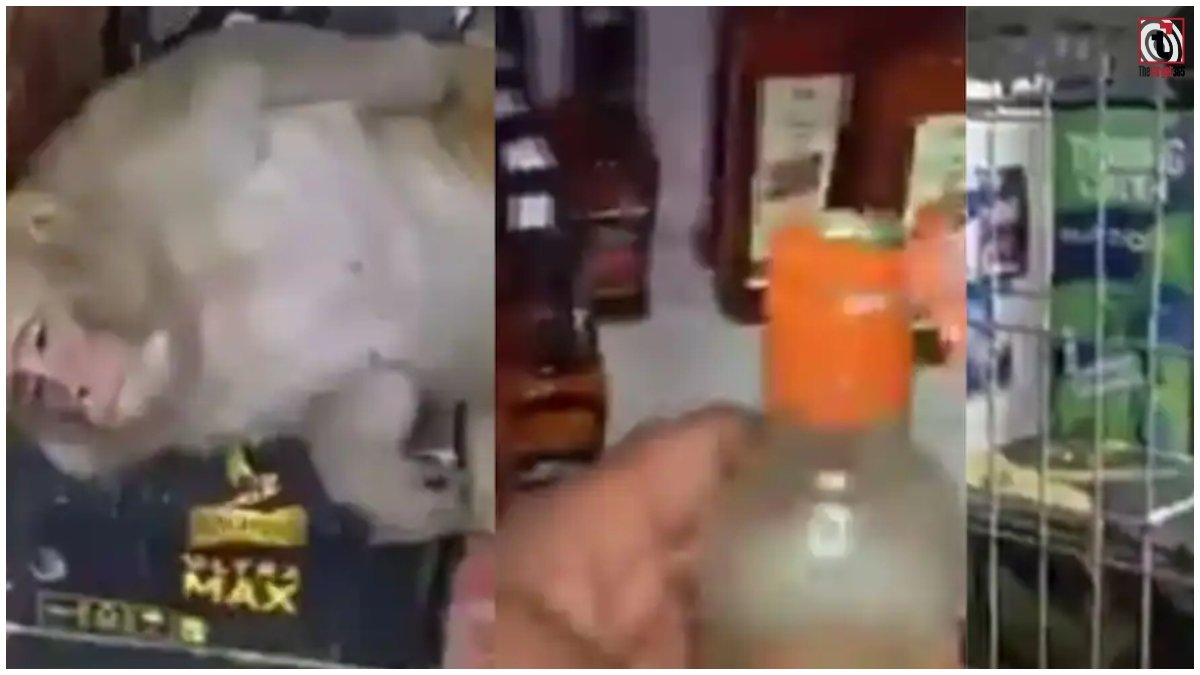 Monkey Viral Video