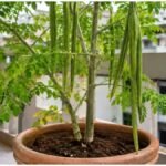 Moringa Farming : गमले में सहजन उगाएं: कम जगह में पाएं पोषण, ताजी फलियां और कमाई का मौका