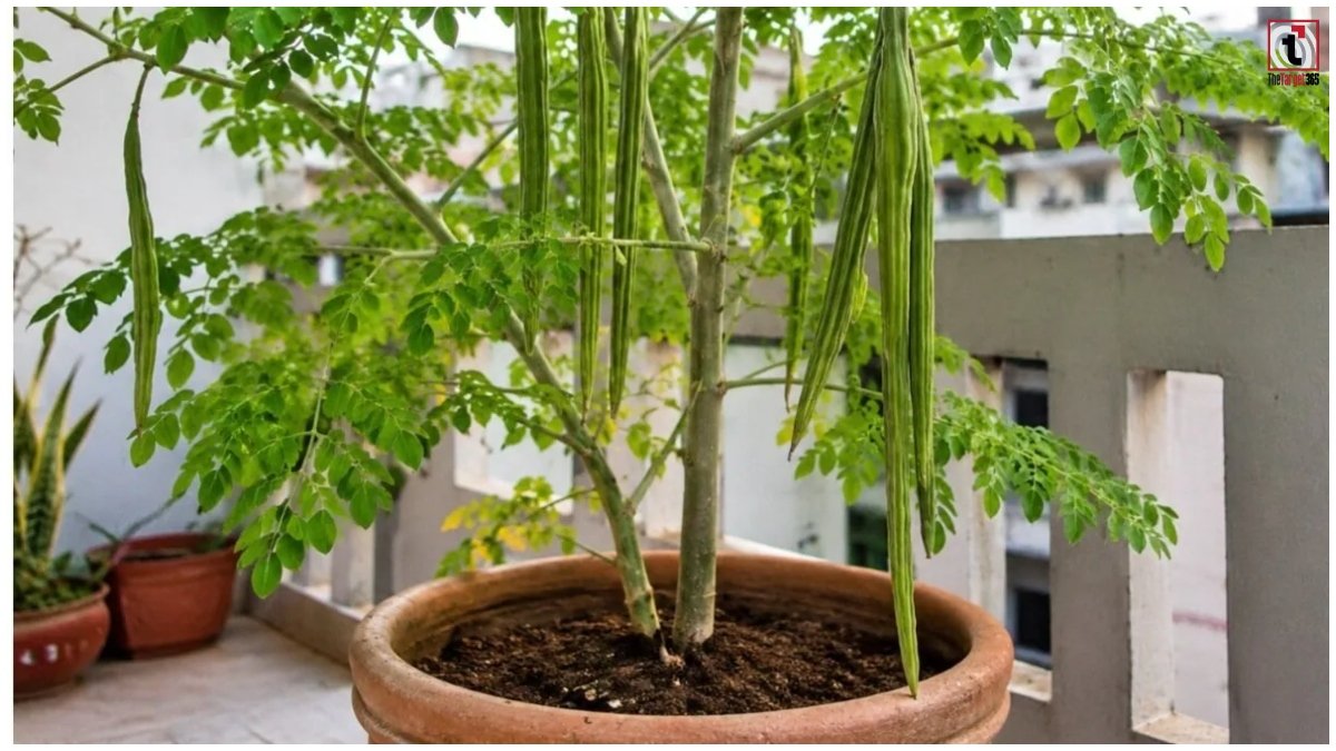 Moringa Farming
