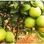 Mosambi Farming : मौसंबी का बाग लगाकर कितना मुनाफा, पौधे लगाने से बिक्री तक जानें पूरा हिसाब
