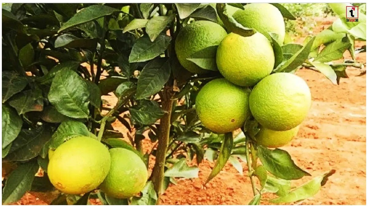 Mosambi Farming
