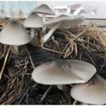 Mushroom Farming: एक बीघा में मशरूम की खेती से लाखों की कमाई? जानें लागत और मुनाफे का पूरा हिसाब