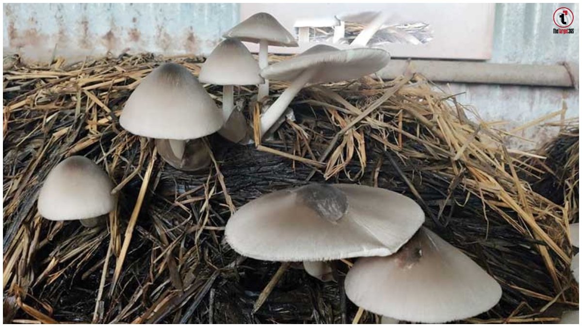 Mushroom Farming