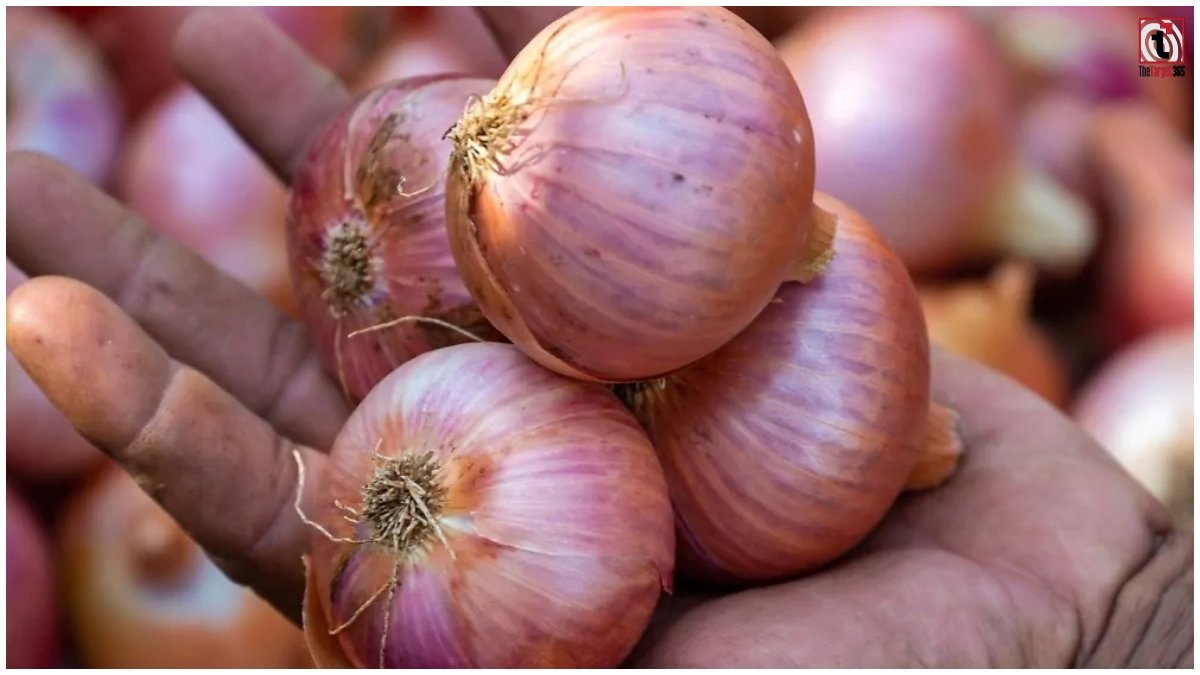 Onion Price
