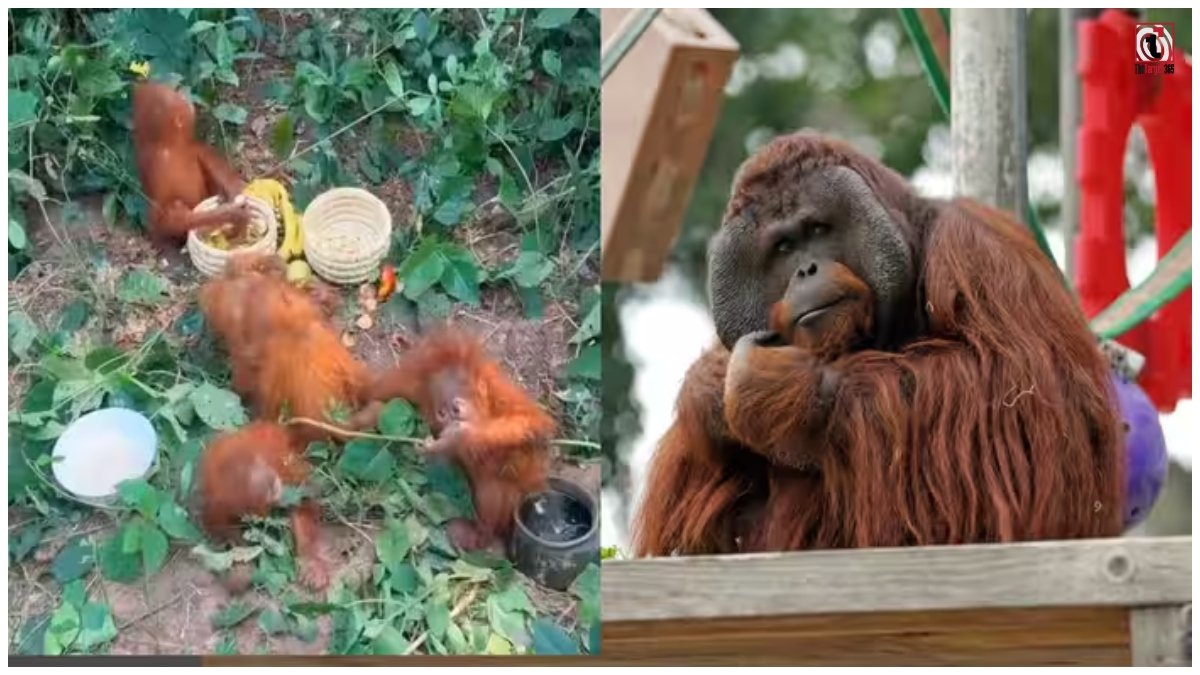 Orangutan India