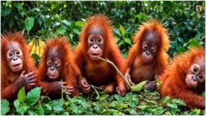 Orangutan Trafficking