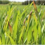 Paddy Crop Yellow Leaves : धान की पत्तियां पीली पड़ें तो किसान तुरंत करें ये जरूरी उपाय, फसल बचाएं समय पर