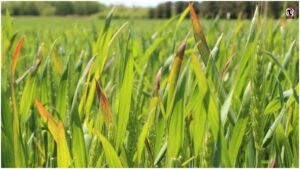 Paddy Crop Yellow Leaves