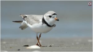 Piping Plover Returns