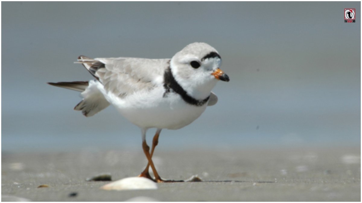 Piping Plover Returns