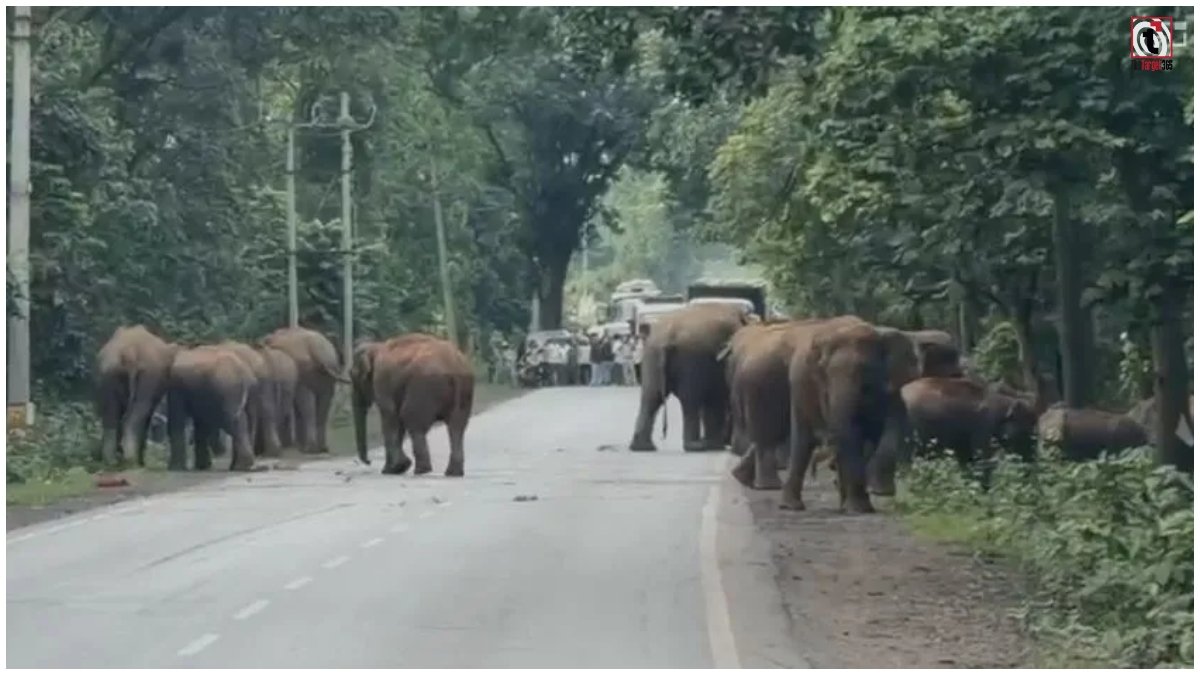 Raigarh Elephant Movement