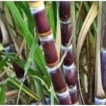Red Sugarcane Farming : लाल गन्ने की खेती से बढ़ाएं कमाई, जानें सही मिट्टी, सिंचाई और खाद का तरीका