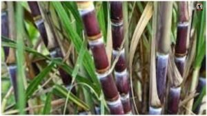 Red Sugarcane Farming