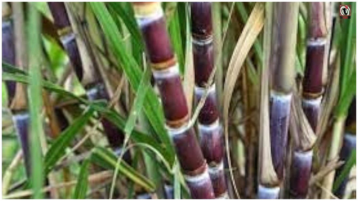 Red Sugarcane Farming