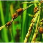 Rice Crop Pest Alert: धान में पत्ती मोड़क और पीला तना छेदक का खतरा, ऐसे करें फसल की सुरक्षा
