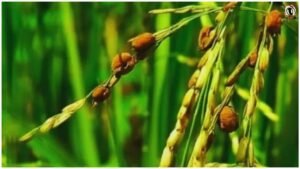 Rice Crop Pest Alert