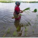 Rice Farming : 1 किलो चावल उगाने में कितना पानी लगता है? आंकड़ा जानकर आप हैरान रह जाएंगे
