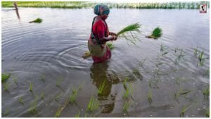 Rice Farming