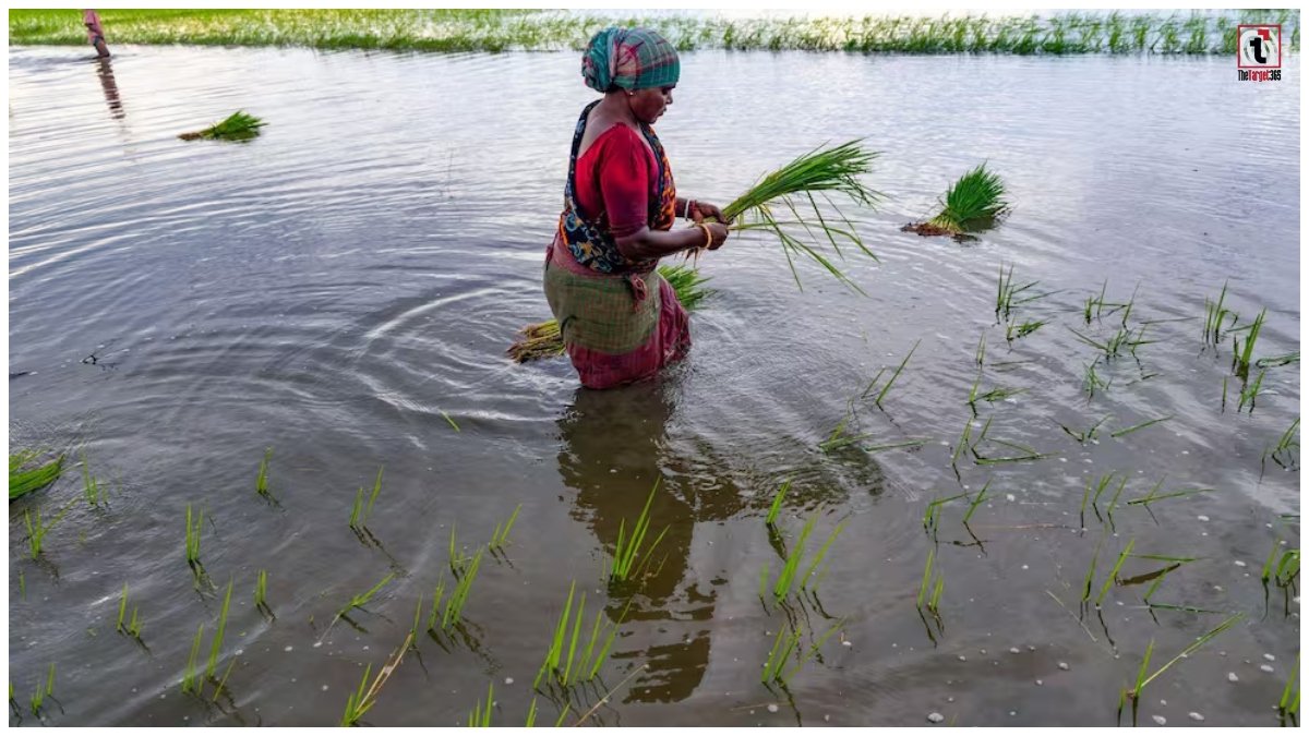 Rice Farming