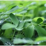 Rizka Farming : रिजका की खेती से पशुओं के चारे का इंतजाम, किसान ऐसे बढ़ा सकते हैं अपनी आमदनी