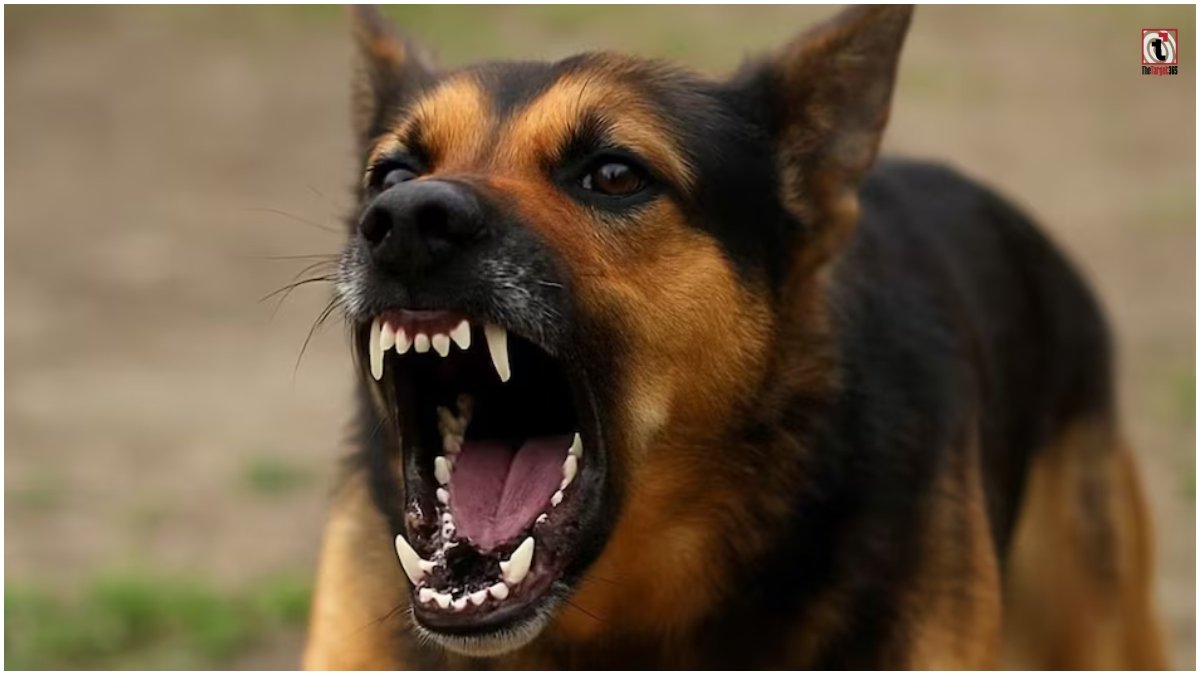 Sarangarh Dog Attack