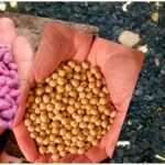 Seed Buying Tips: बीज खरीदते समय पैकेट पर जरूर देखें ये 5 चीजें, नकली बीज से बचेंगे