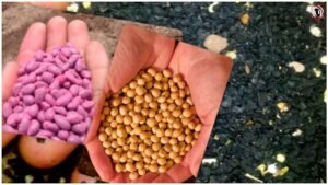Seed Buying Tips