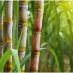 Sugarcane Red Rot : गन्ने में लाल सड़न रोग का खतरा! ऐसे पहचानें बीमारी, फसल बचाने के लिए अपनाएं ये उपाय