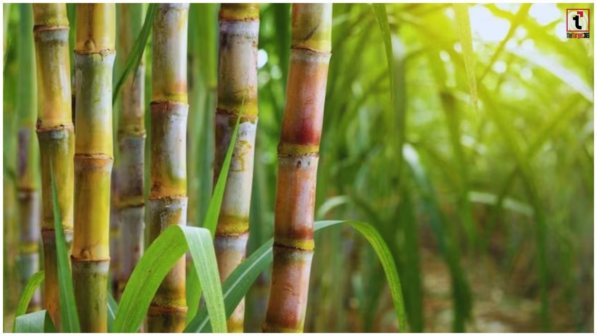 Sugarcane Red Rot