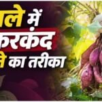Sweet Potato Growing : गमले में शकरकंद उगाने का आसान तरीका, सही मिट्टी से पाएं शानदार फसल घर पर