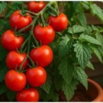 Tomato Gardening : घर के गमले में उगाएं ताजे टमाटर, बाजार से खरीदारी होगी लगभग खत्म