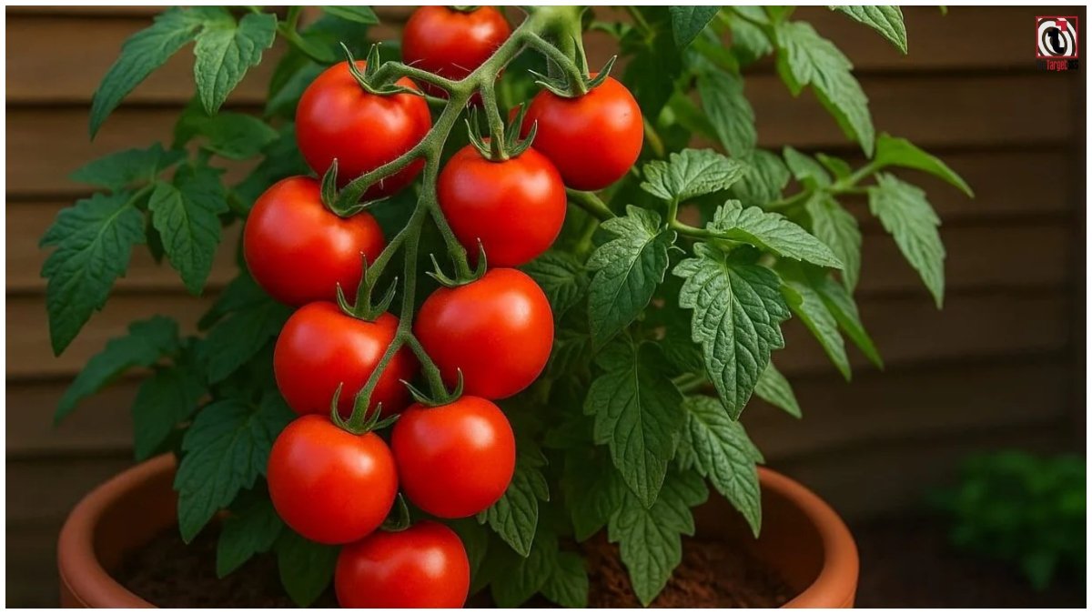 Tomato Gardening