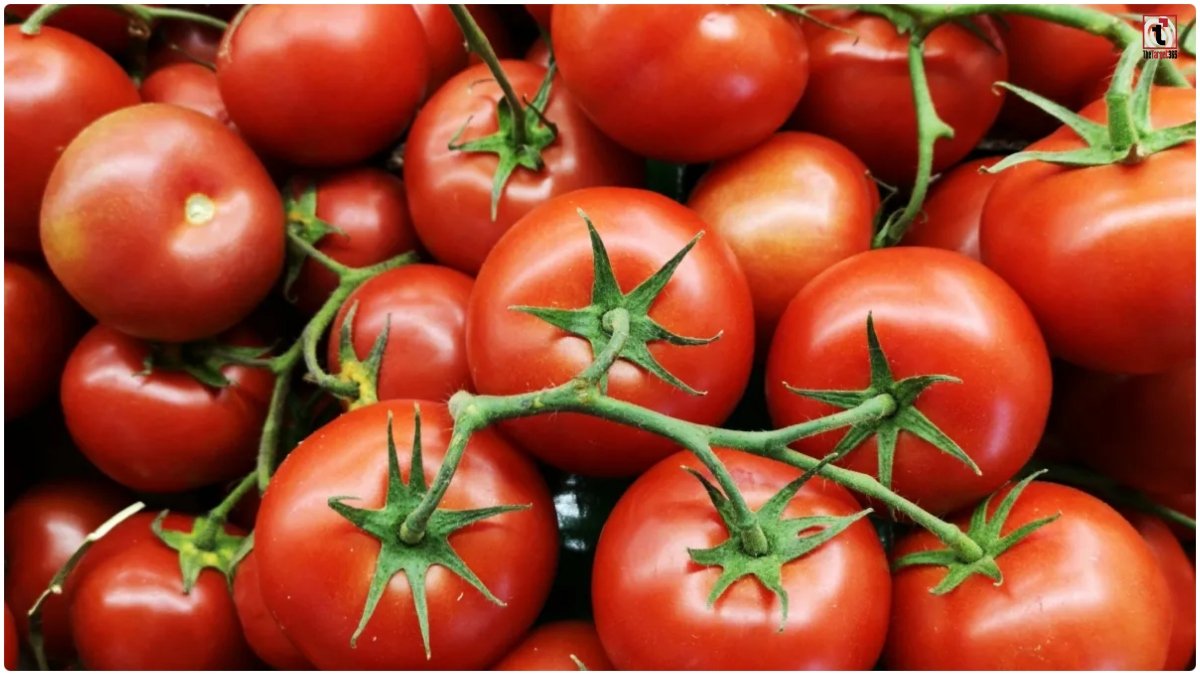 Tomato and Kidney Stone