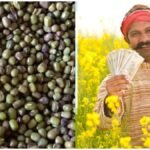 Urad MSP 2026 : उड़द की खेती पर सरकार देगी मदद, किसानों को मिलेगा बड़ा फायदा, जानें तरीका