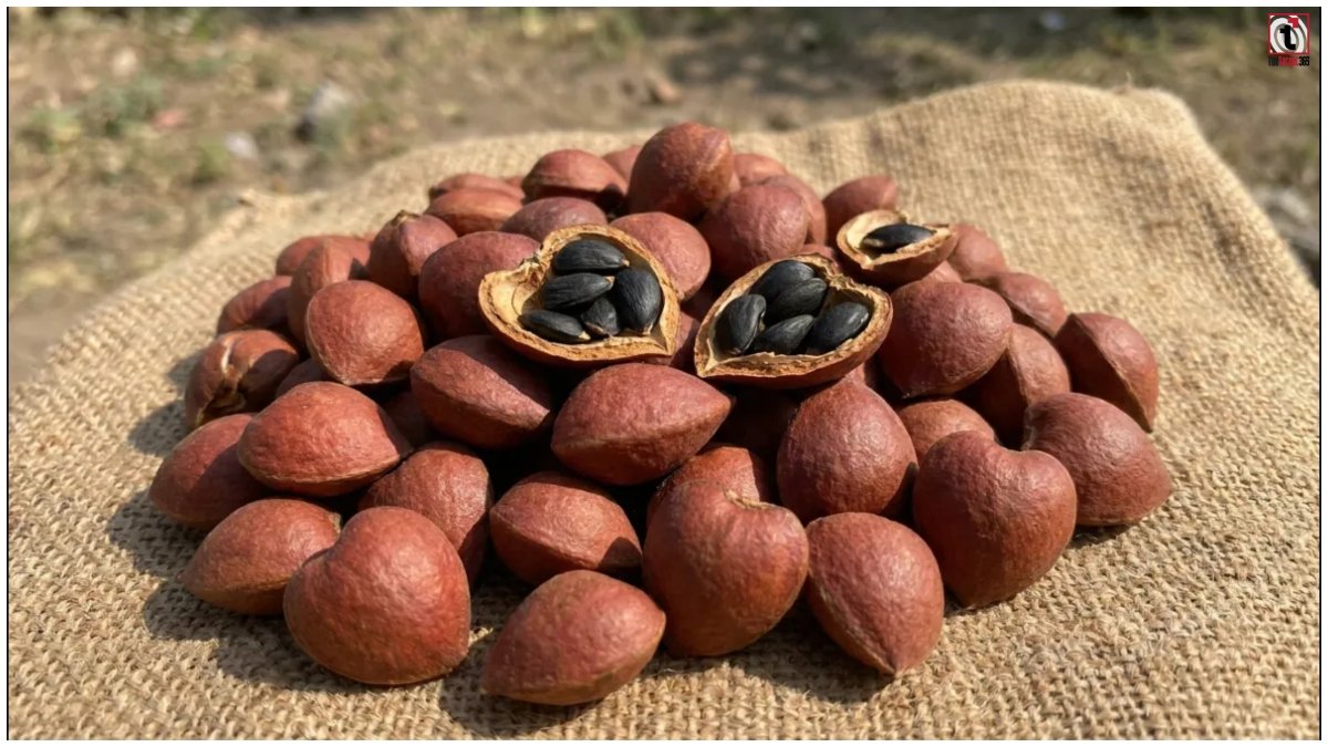 Wild Almond