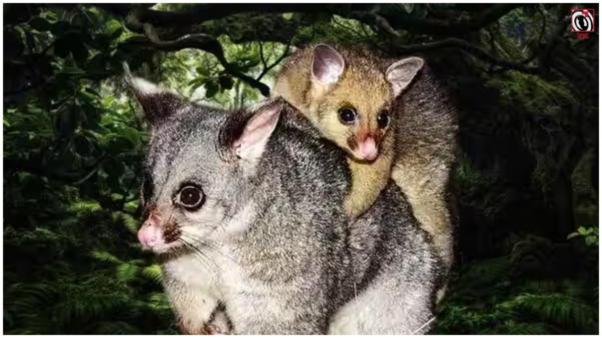 Wildlife News