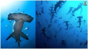 Australia Shark News