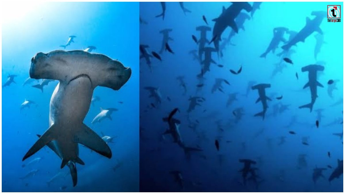 Australia Shark News