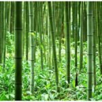 Bamboo Farming Subsidy : बिहार में बांस की खेती पर मिलेगा 36 हजार रुपये तक अनुदान, 21 जिलों के किसान उठा सकेंगे लाभ
