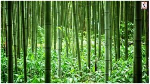 Bamboo Farming Subsidy