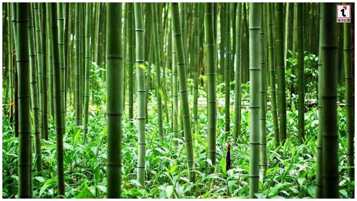 Bamboo Farming Subsidy