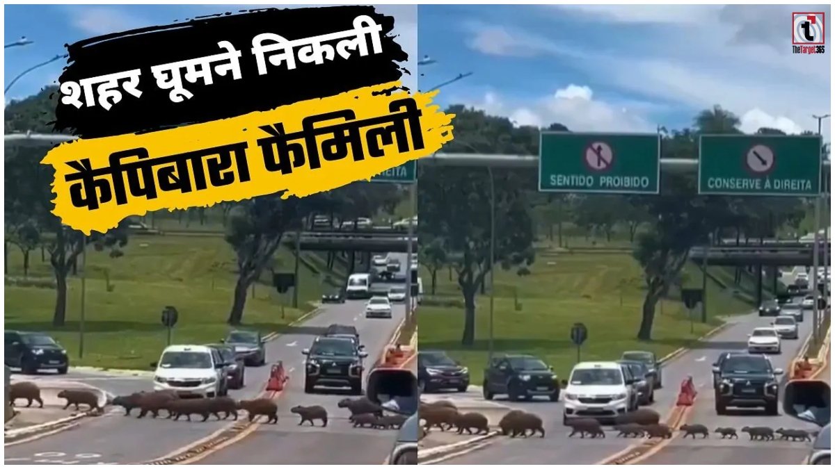 Capybara Viral Video: बच्चों को साथ लेकर सड़क पार करता दिखा कैपिबारा परिवार, VIDEO ने जीता दिल
