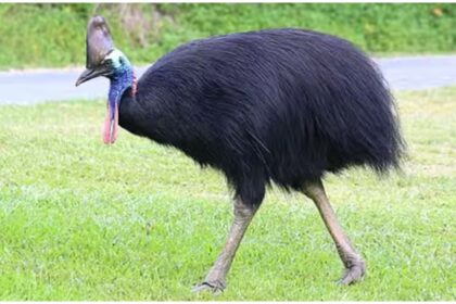 Cassowary Bird