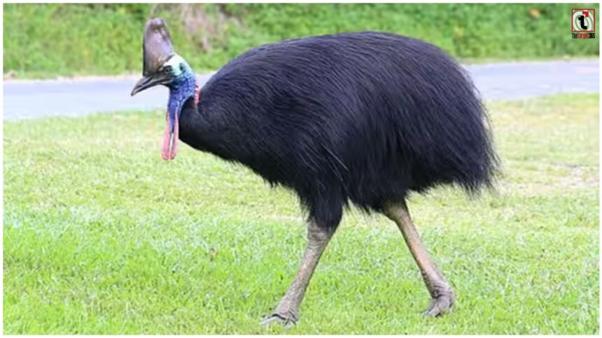 Cassowary Bird