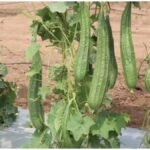 Chemical Free Ridge Gourd : बाजार की केमिकल वाली तोरई छोड़ें, घर पर आसानी से उगाएं ताजी और जैविक तोरई