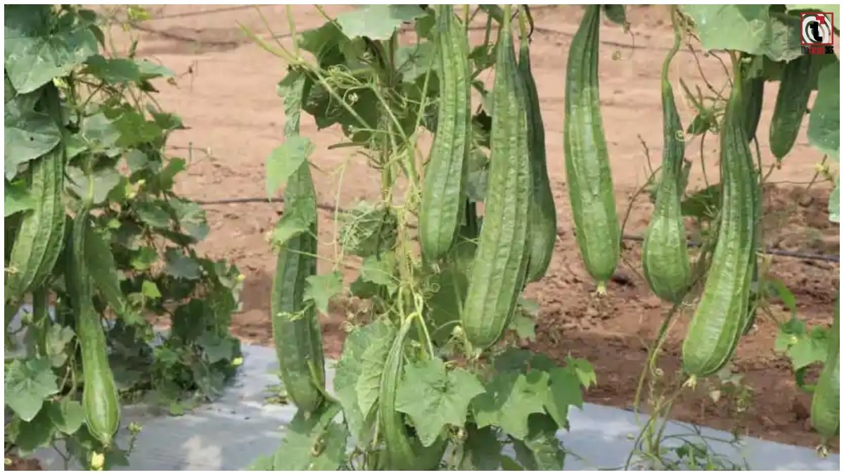 Chemical Free Ridge Gourd