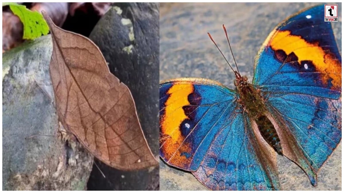 Chhattisgarh State Butterfly