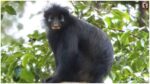 Congo Rainforest