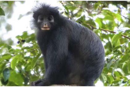 Congo Rainforest