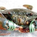 Crab Farming: केकड़ा पालन से होगी शानदार कमाई! जानें कैसे शुरू करें खेती और कितना हो सकता है मुनाफा